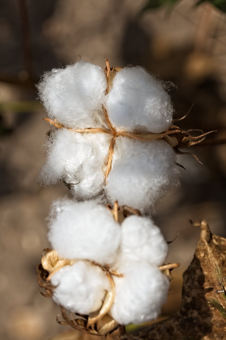 cotton plat producing organic cotton